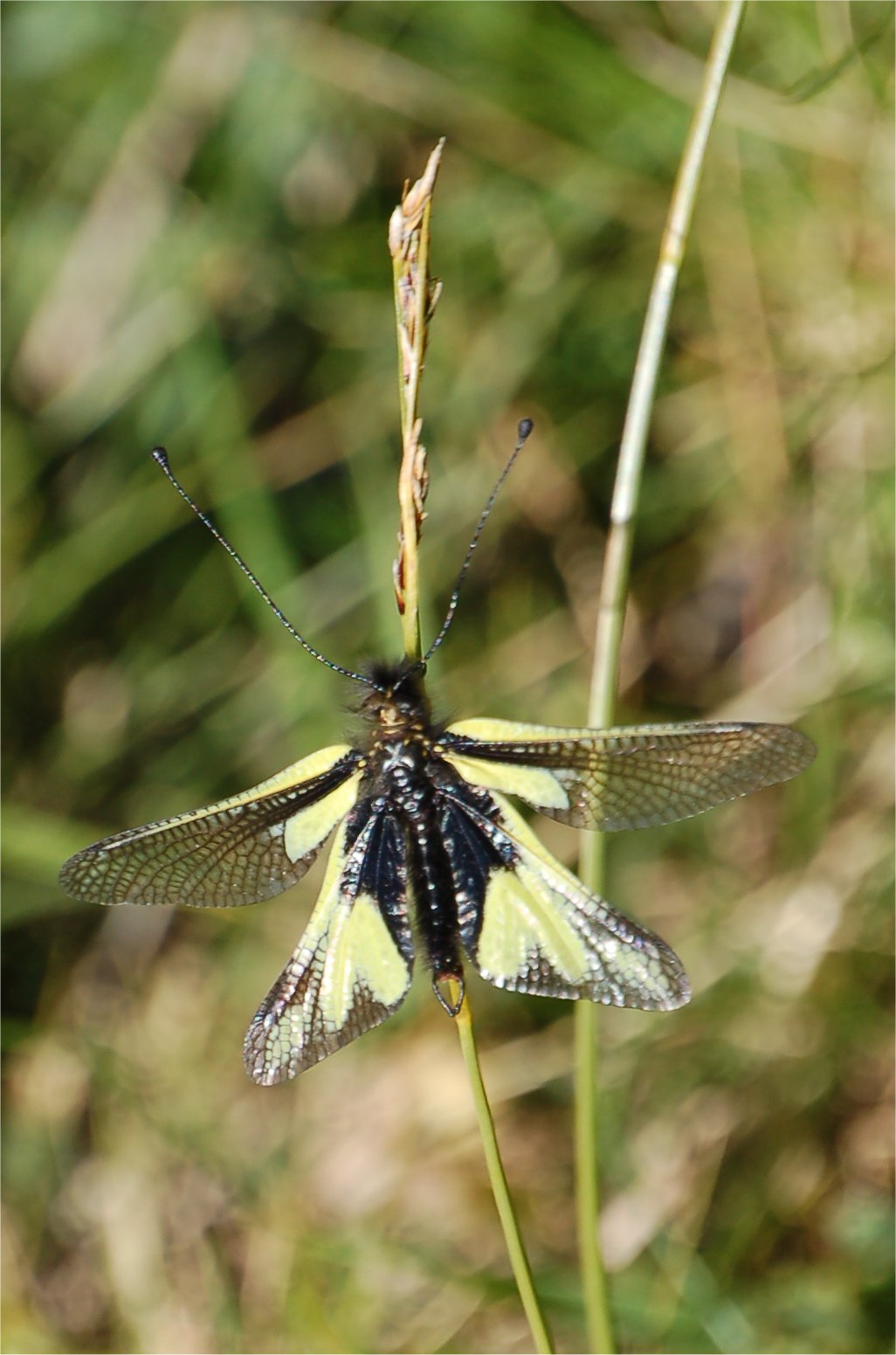 Libelloides coccajus